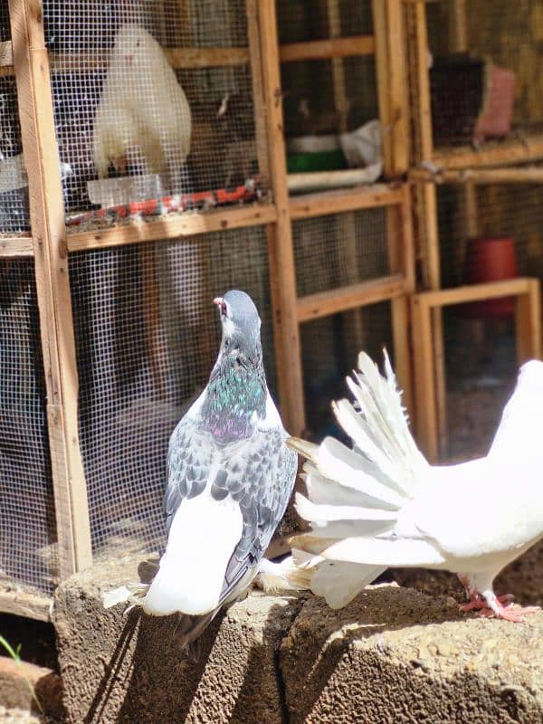 PIGEON FOR SALE IN REASONABLE PRICE 4