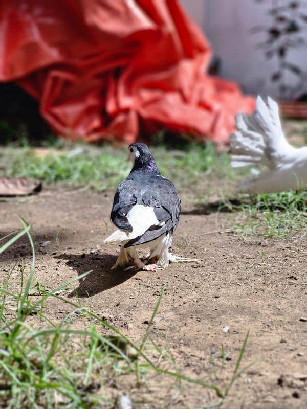 PIGEON FOR SALE IN REASONABLE PRICE 5