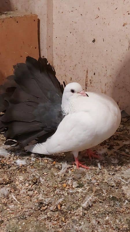 PIGEON FOR SALE IN REASONABLE PRICE 7