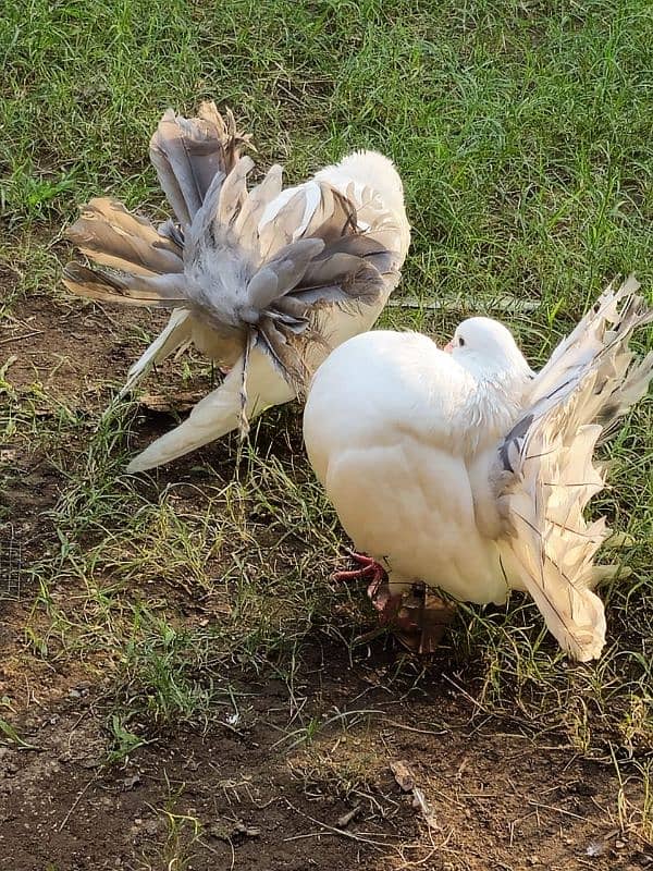 PIGEON FOR SALE IN REASONABLE PRICE 11