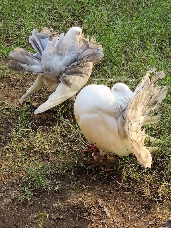 PIGEON FOR SALE IN REASONABLE PRICE 13