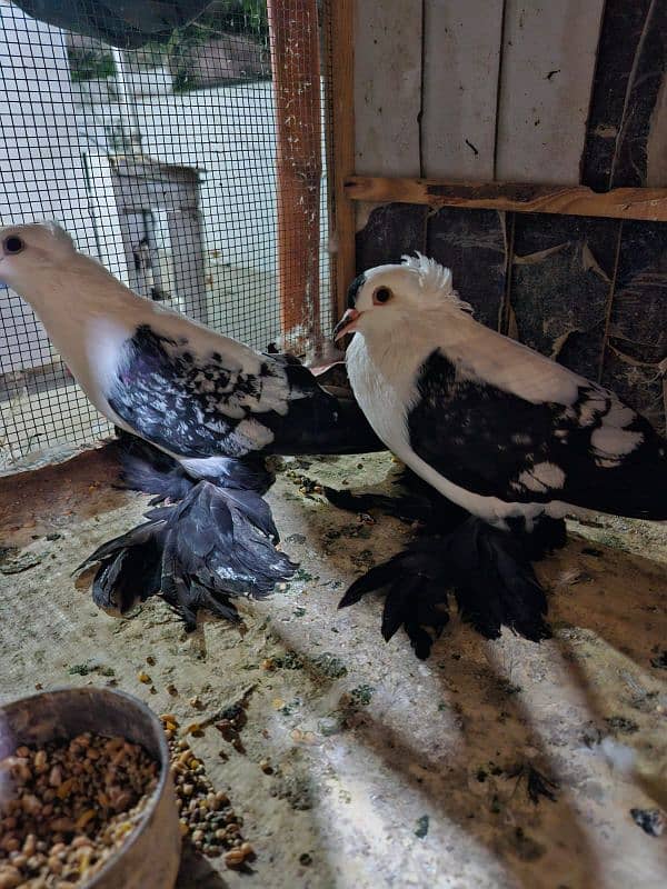 PIGEON FOR SALE IN REASONABLE PRICE 14