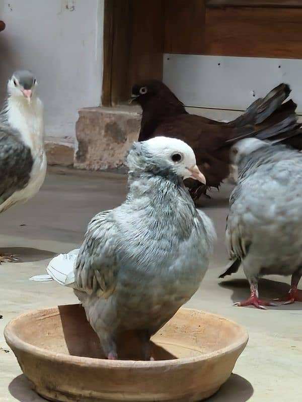 PIGEON FOR SALE IN REASONABLE PRICE 16