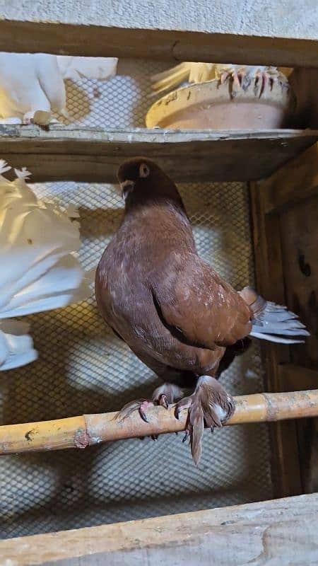 PIGEON FOR SALE IN REASONABLE PRICE 17