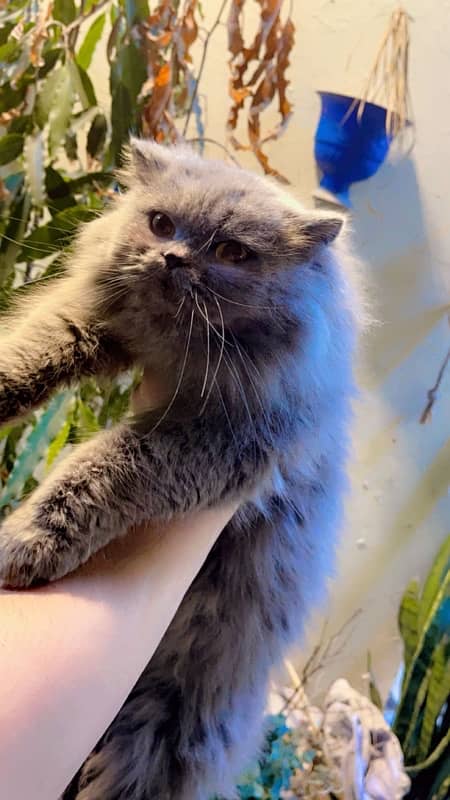 Persian cat / Persian kittens / triple coated cat / punch face 3