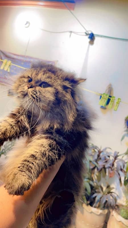 Persian cat / Persian kittens / triple coated cat / punch face 4