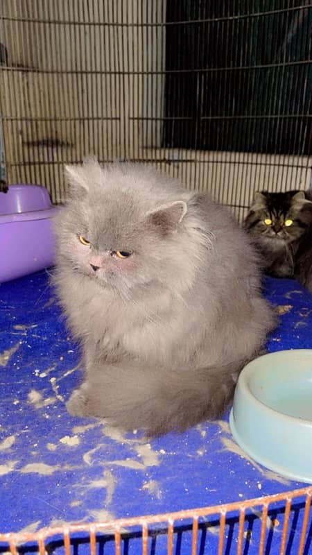 Persian cat / Persian kittens / triple coated cat / punch face 6