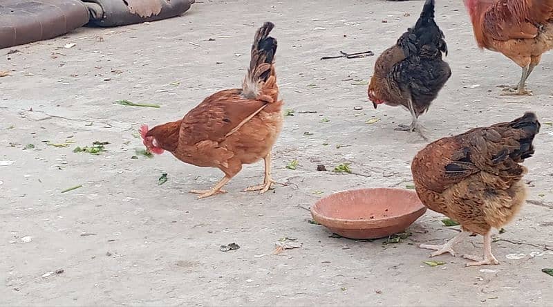 desi hens for sale 0