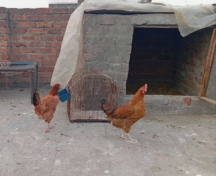 desi hens for sale 1