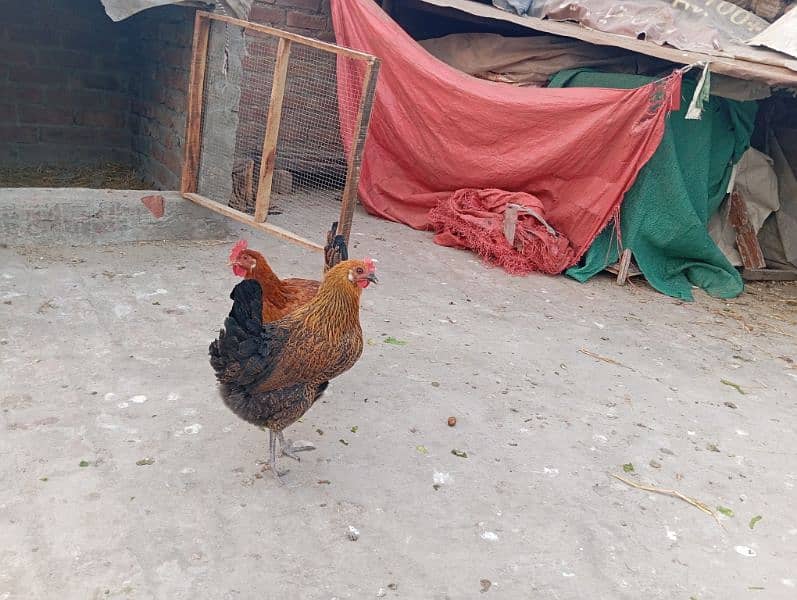 desi hens for sale 2