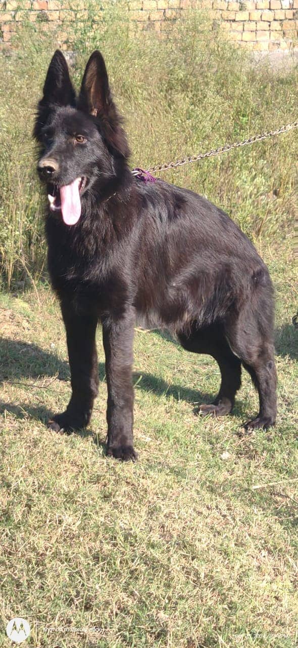 Black German Shepherd Long Coat | German Shepherd | Puppy | gsd Dog 0