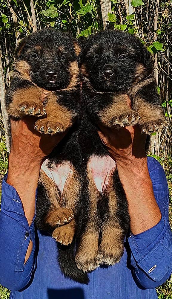 German Shepherd Long Coat | German Shepherd Puppy Piar | gsd pair 0