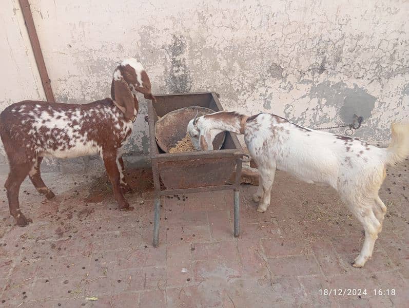 Pure Desi Bakri (Pair) 0