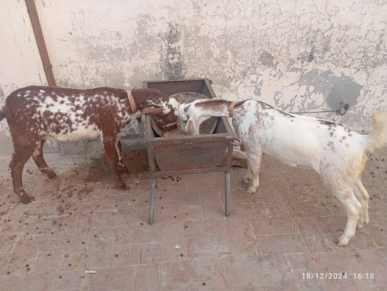 Pure Desi Bakri (Pair) 1