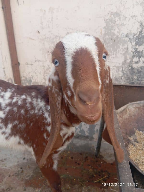 Pure Desi Bakri (Pair) 2