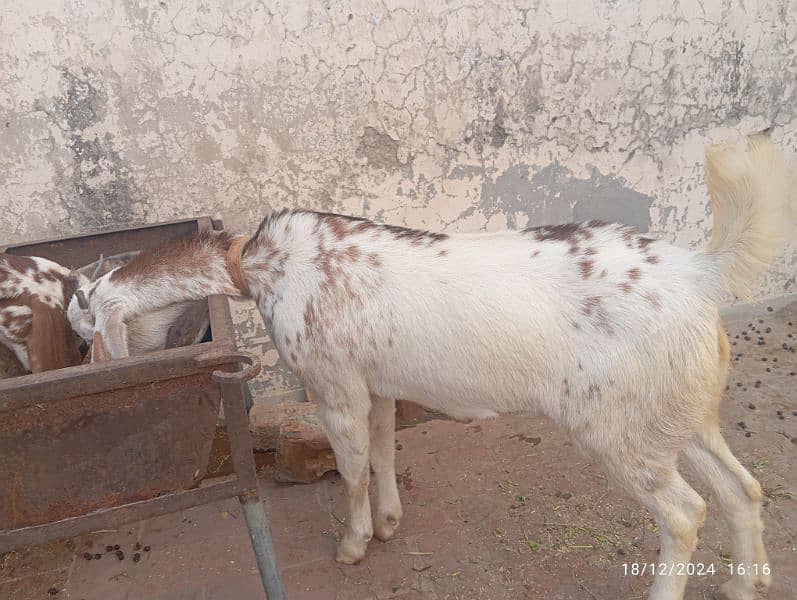 Pure Desi Bakri (Pair) 5