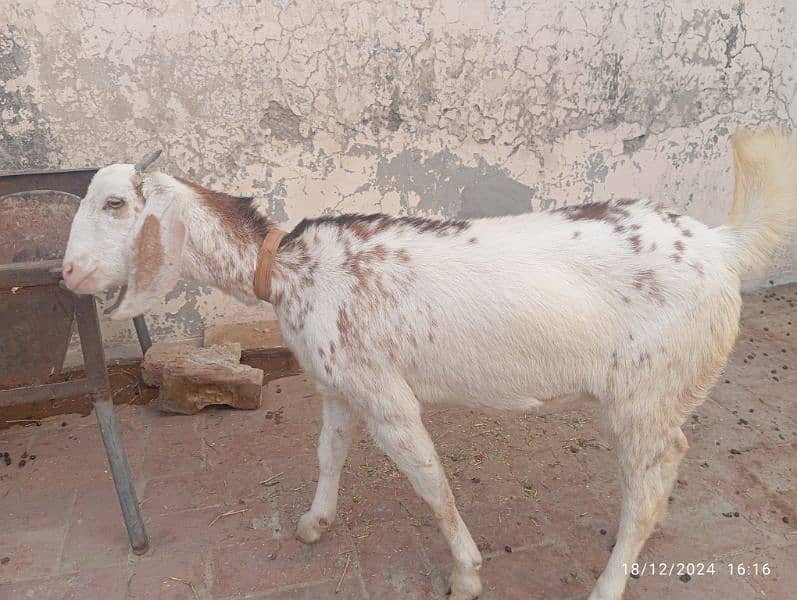 Pure Desi Bakri (Pair) 9