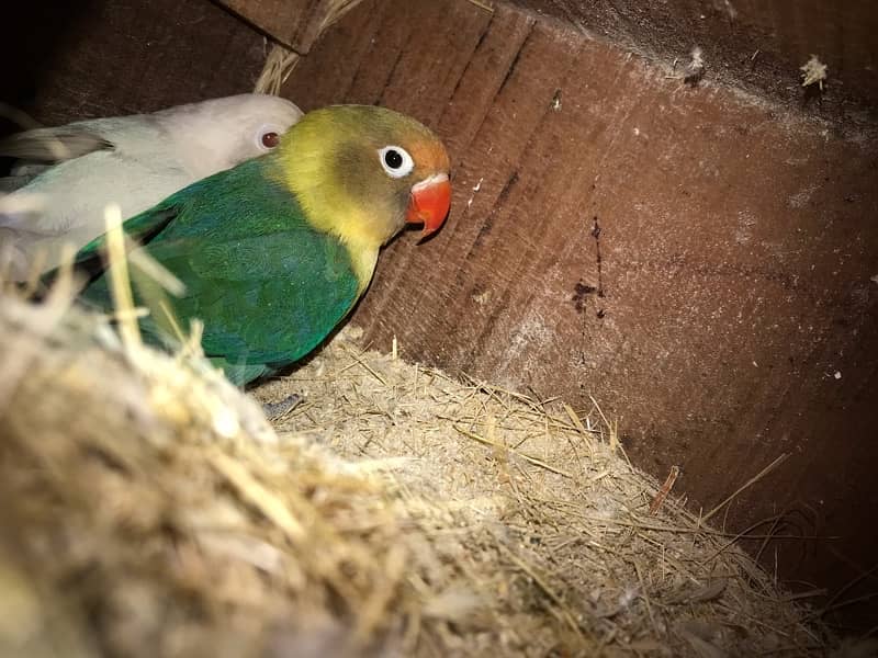 ALBINO RED EYES FEMALE PARBLUE MALE WITH 1 chik 3