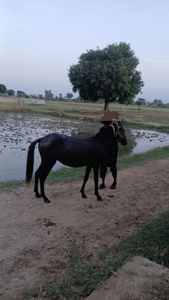 Horse for sale in gujrat