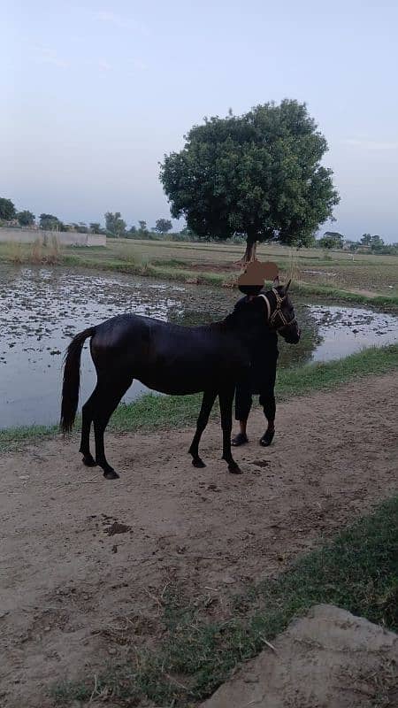 Horse for sale in gujrat 0