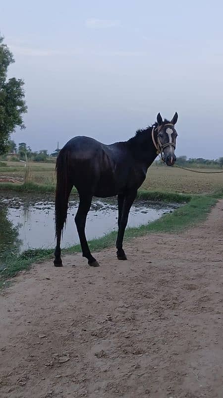 Horse for sale in gujrat 1