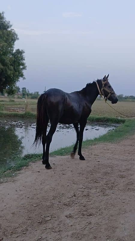 Horse for sale in gujrat 2