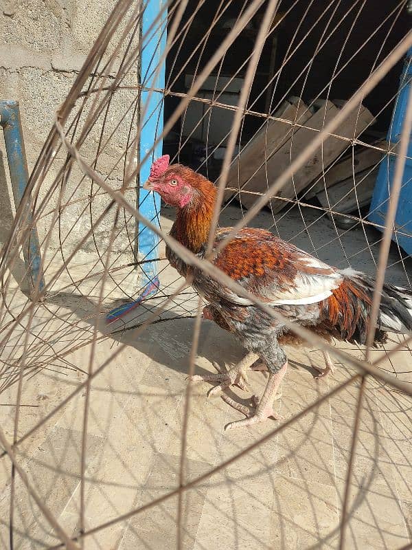 lakha saleta male and Sindhi female 0