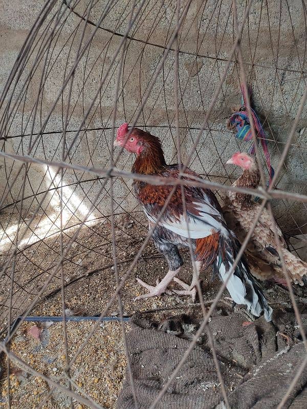 lakha saleta male and Sindhi female 1