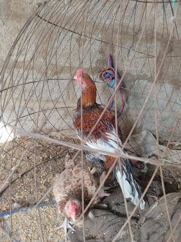 lakha saleta male and Sindhi female 2