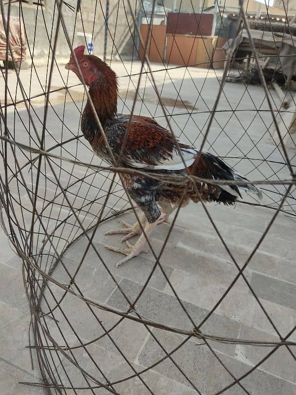 lakha saleta male and Sindhi female 3