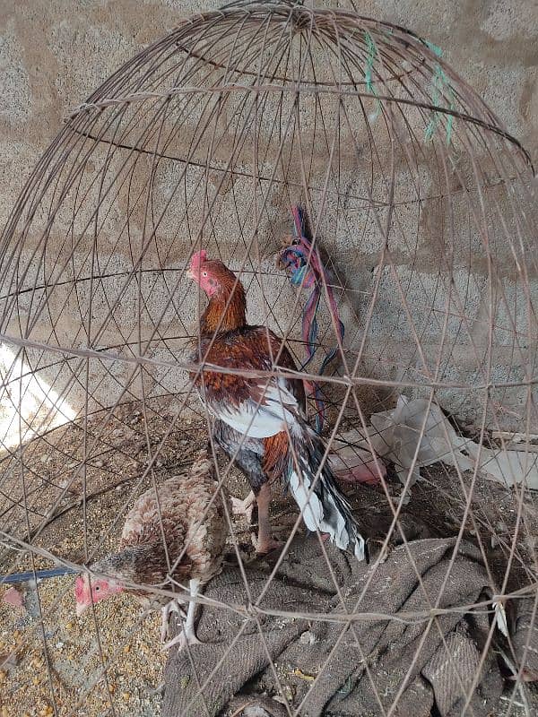 lakha saleta male and Sindhi female 5