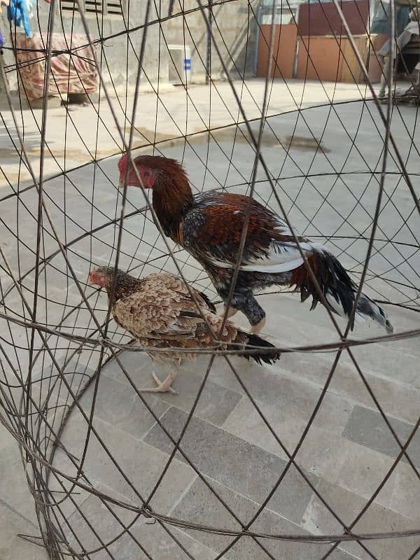 lakha saleta male and Sindhi female 6