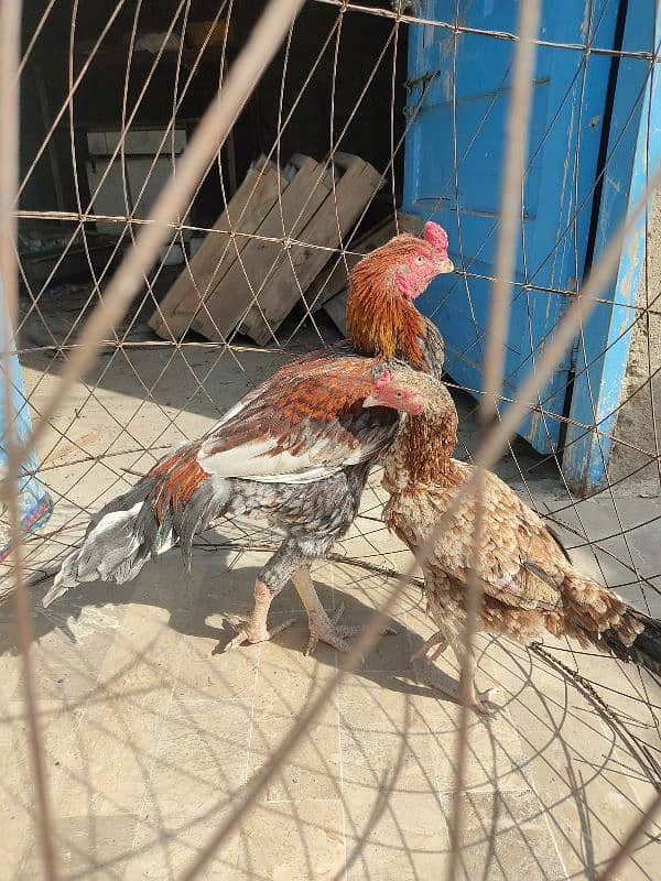 lakha saleta male and Sindhi female 8