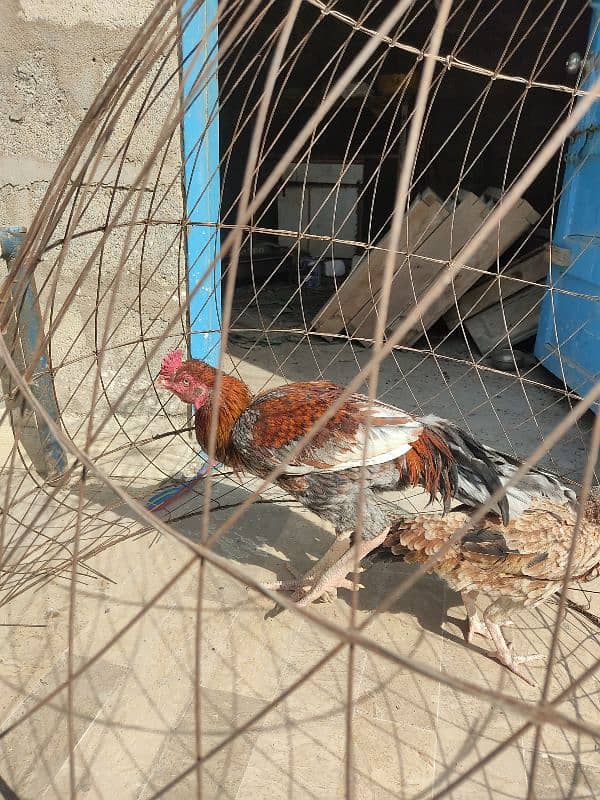 lakha saleta male and Sindhi female 9