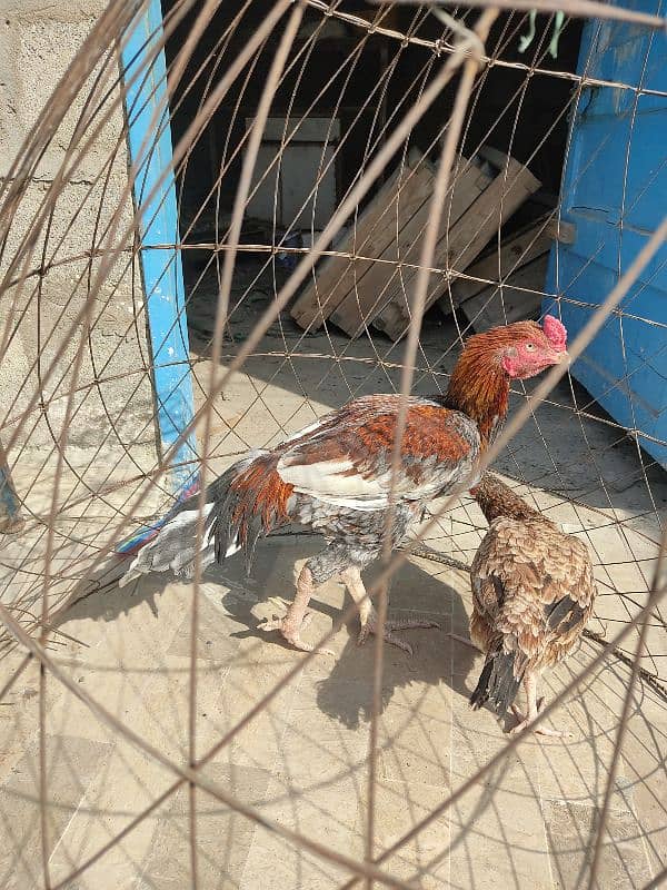 lakha saleta male and Sindhi female 10