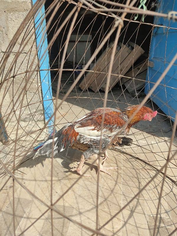 lakha saleta male and Sindhi female 11