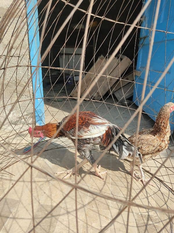 lakha saleta male and Sindhi female 12