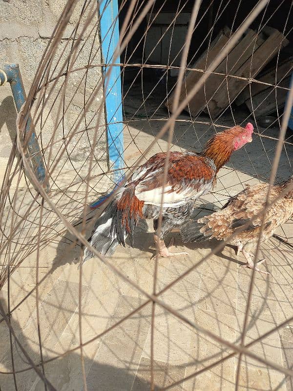 lakha saleta male and Sindhi female 13