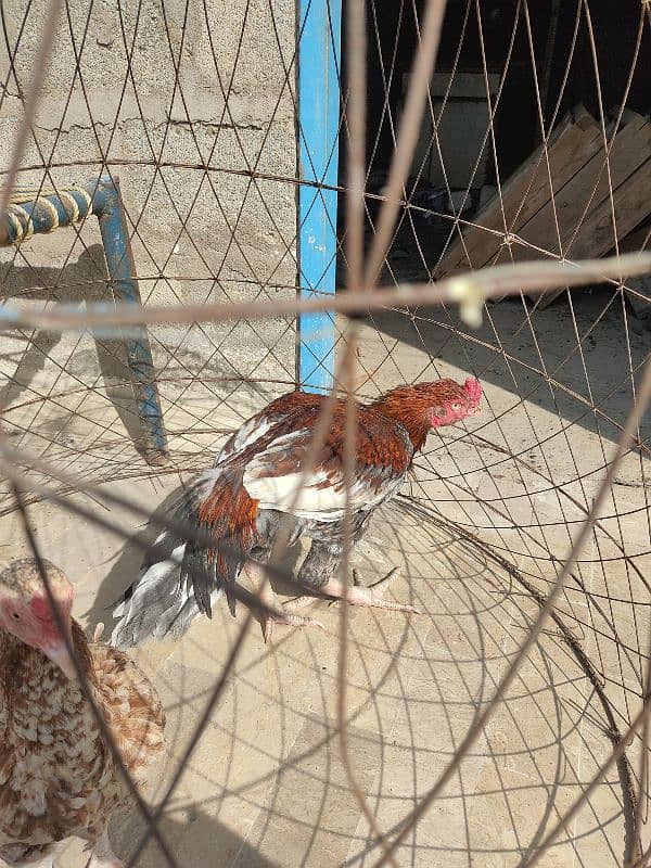 lakha saleta male and Sindhi female 18