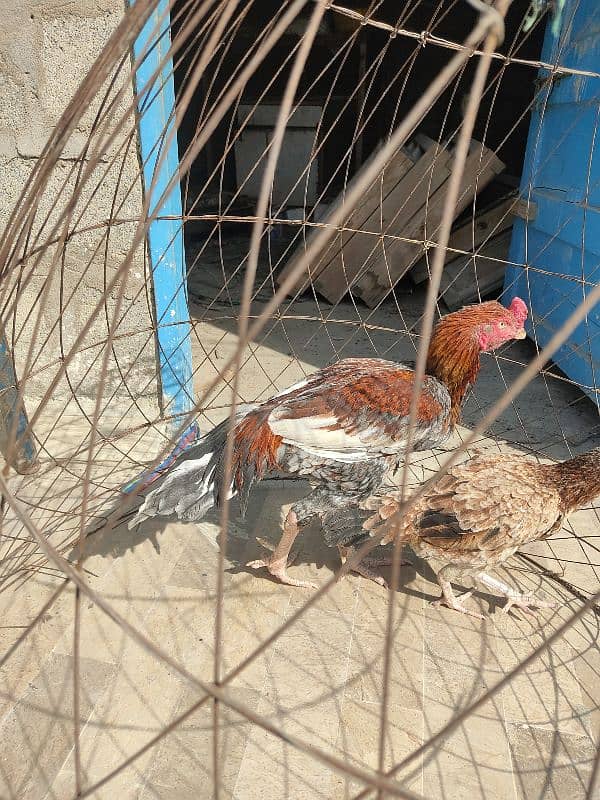 lakha saleta male and Sindhi female 19