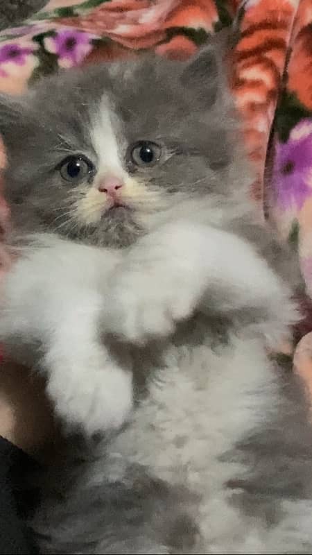 Persian kitten bi color 0