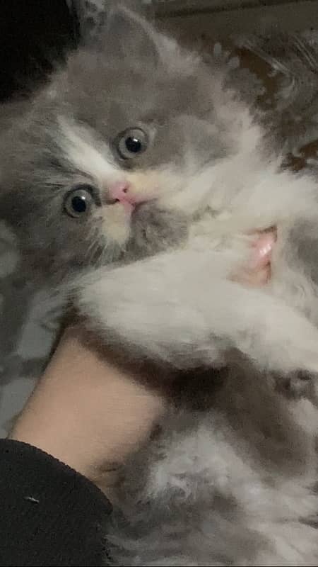 Persian kitten bi color 1