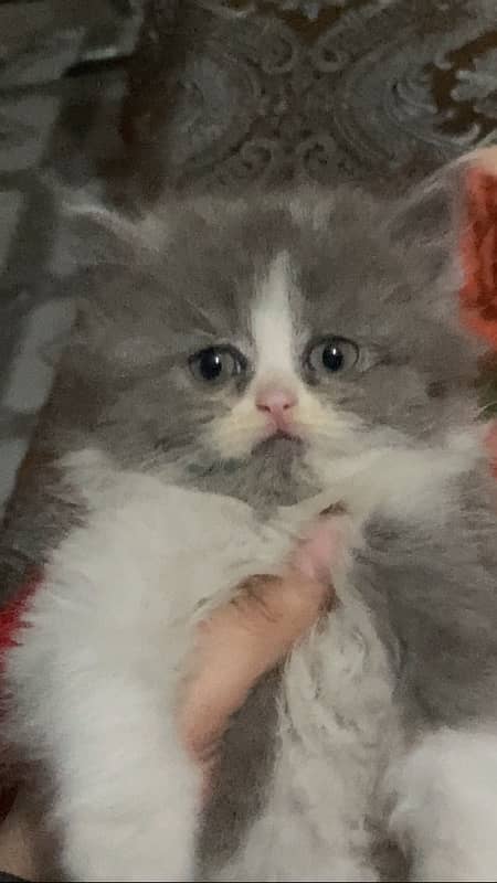 Persian kitten bi color 2