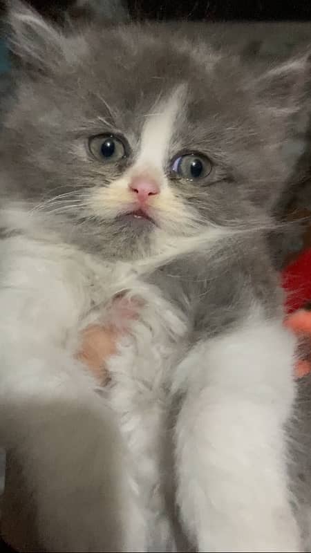 Persian kitten bi color 3