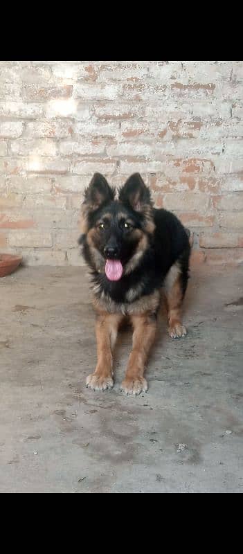 German shepherd double coat female 0