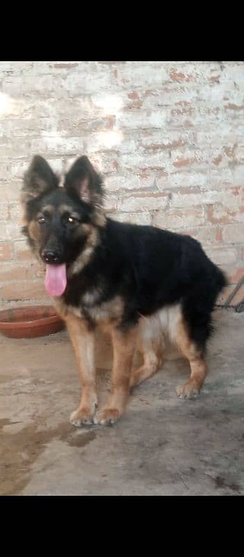 German shepherd double coat female 1