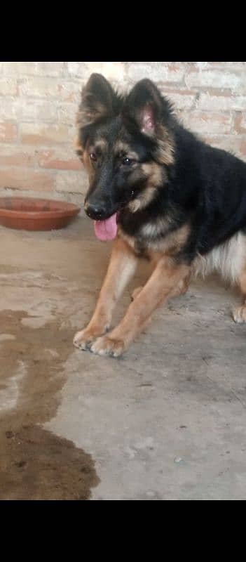 German shepherd double coat female 2