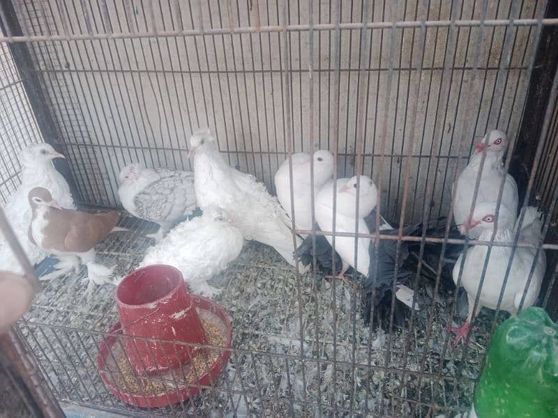 breeder pair for sale in Faisalabad 4