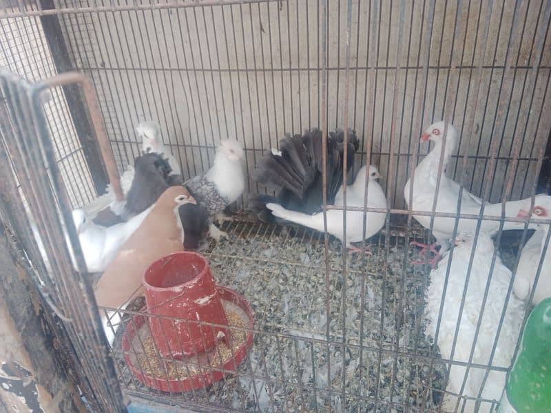 breeder pair for sale in Faisalabad 5