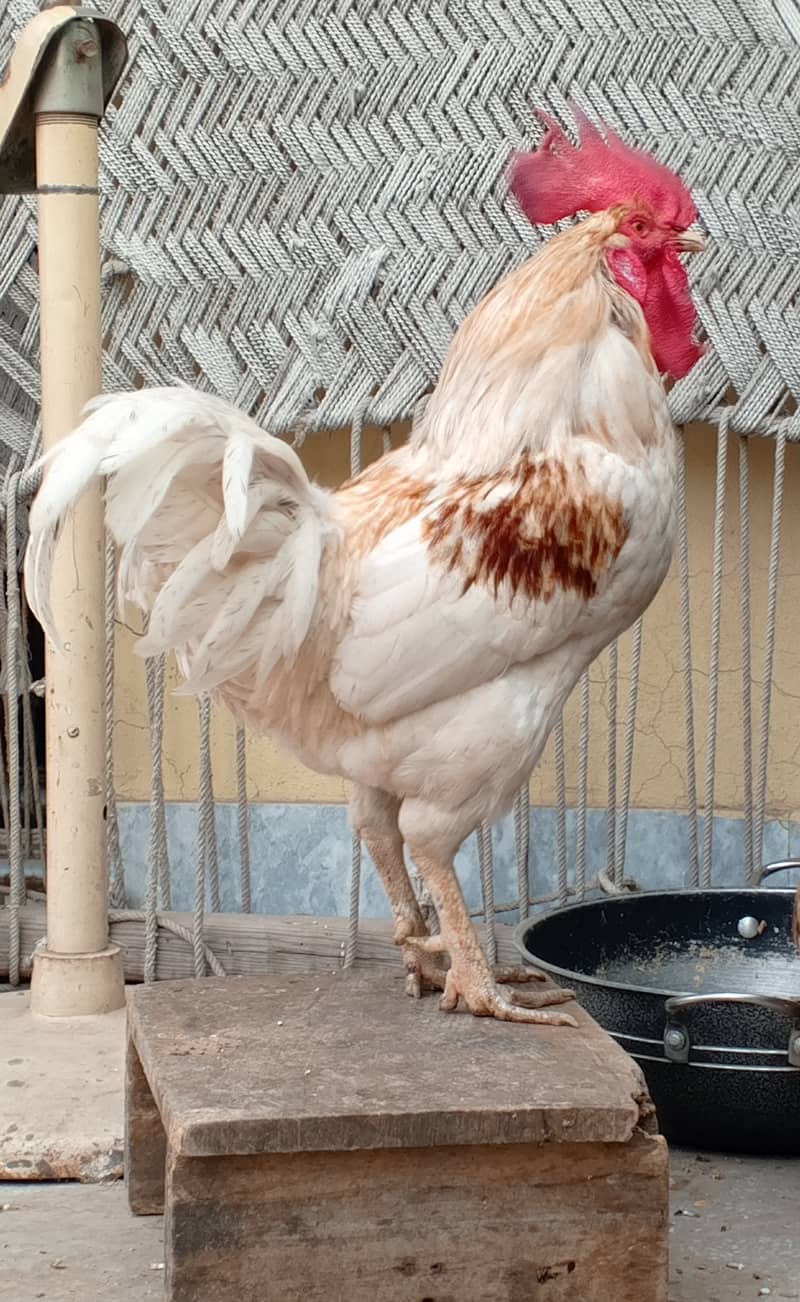 Full Breeder Desi Murga | Available 1